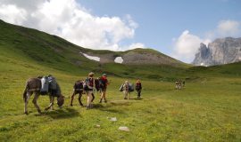Begeleide wandeling met de ezels van Jean-Luc