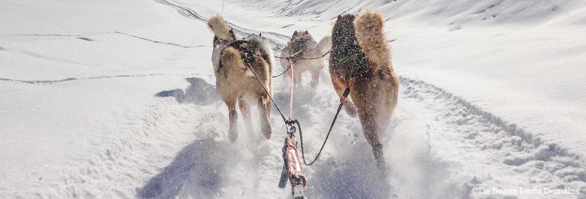 Chiens de Traineaux - Praz de Lys Sommand - De Beaux Lents Demains